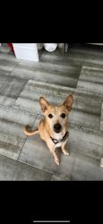 Lost Male Dog last seen Near Seven Hills Dr, Henderson, NV 89052