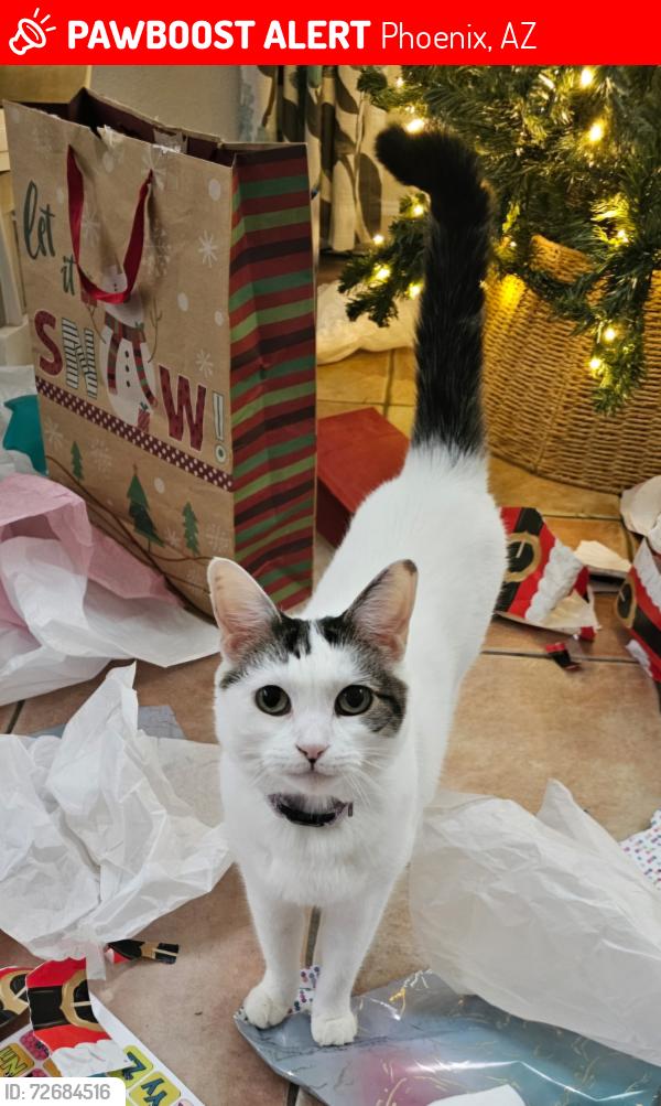Lost Female Cat last seen 28th pl and liberty , Phoenix, AZ 85048