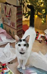 Lost Female Cat last seen 28th pl and liberty , Phoenix, AZ 85048