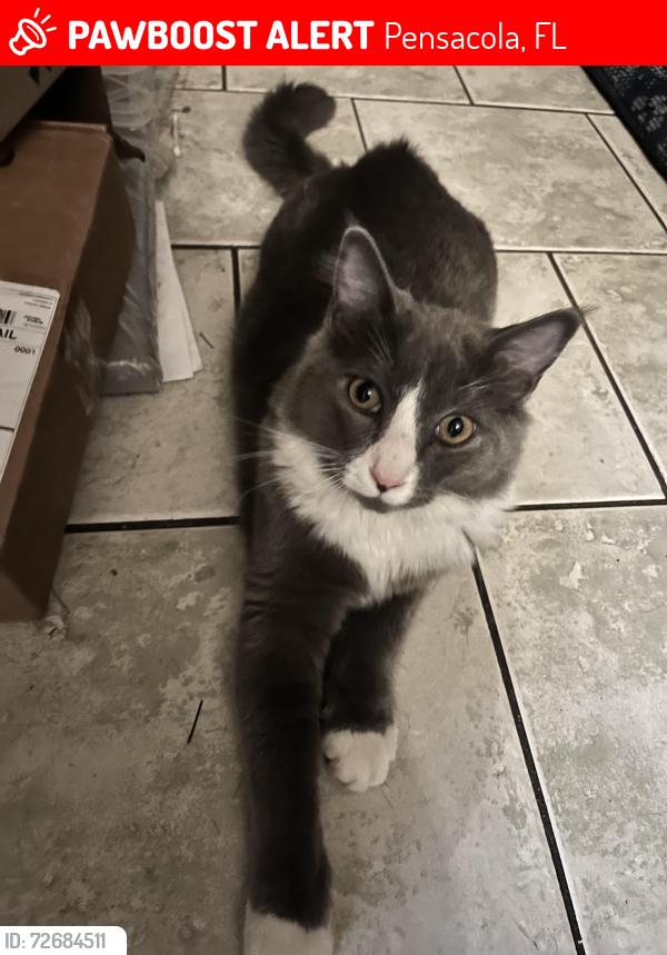 Lost Male Cat last seen Heatherwood Circle, Pensacola, FL 32506