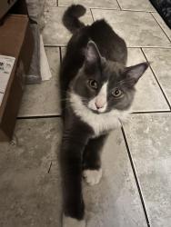 Lost Male Cat last seen Heatherwood Circle, Pensacola, FL 32506