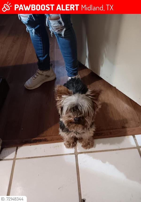 Lost Male Dog last seen Boyd Street off of A street., Midland, TX 79705