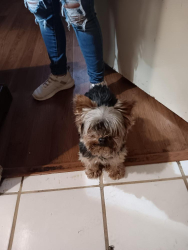 Lost Male Dog last seen Boyd Street off of A street., Midland, TX 79705