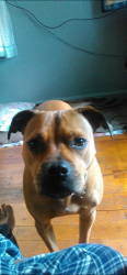 Lost Female Dog last seen Lives close to 747 and a nursing  , Hamilton, OH 45011