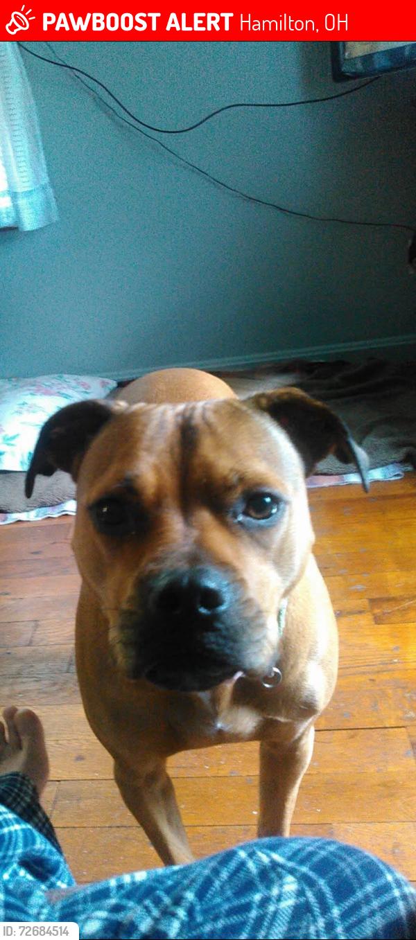 Lost Female Dog last seen Lives close to 747 and a nursing  , Hamilton, OH 45011