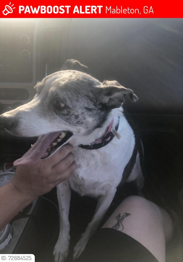 Lost Female Dog last seen Dollar tree , Mableton, GA 30126