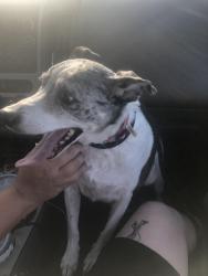 Lost Female Dog last seen Dollar tree , Mableton, GA 30126