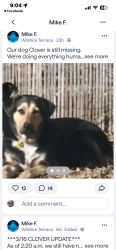 Lost Female Dog last seen Wiltshire terrace, San Antonio, TX 78209