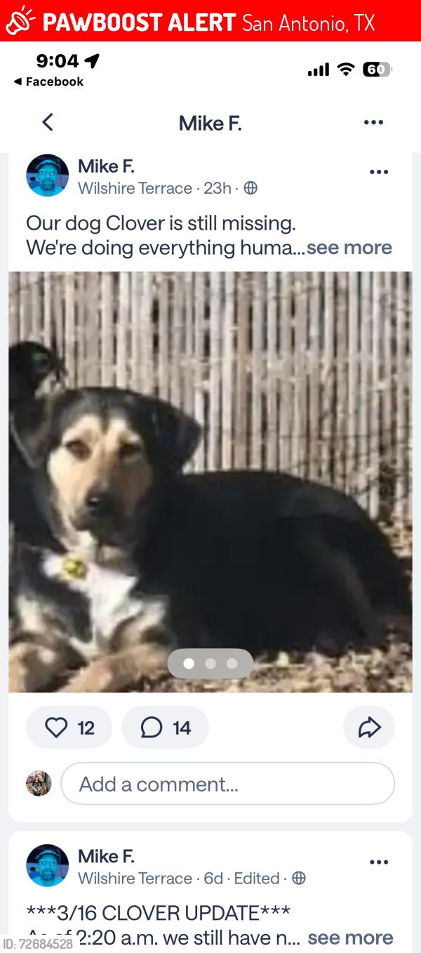 Lost Female Dog last seen Wiltshire terrace, San Antonio, TX 78209
