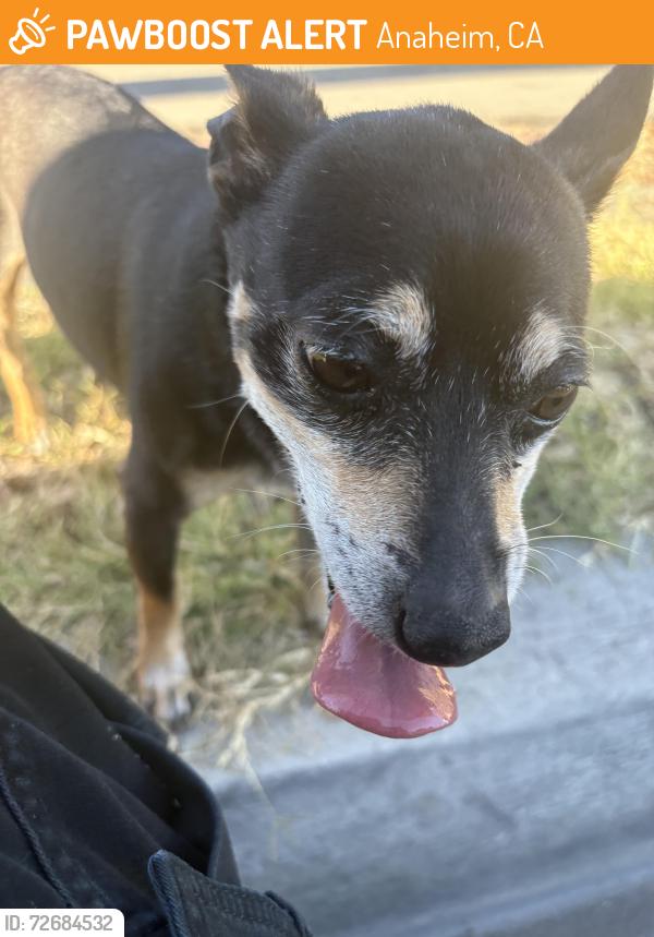Found/Stray Male Dog last seen E Romneya Dr & N Baxter ST , Anaheim, CA 92805