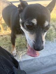 Found/Stray Male Dog last seen E Romneya Dr & N Baxter ST , Anaheim, CA 92805