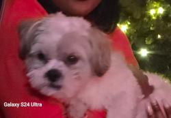 Lost Male Dog last seen Glenmorra / PaulRevere, Southfield, MI 48076