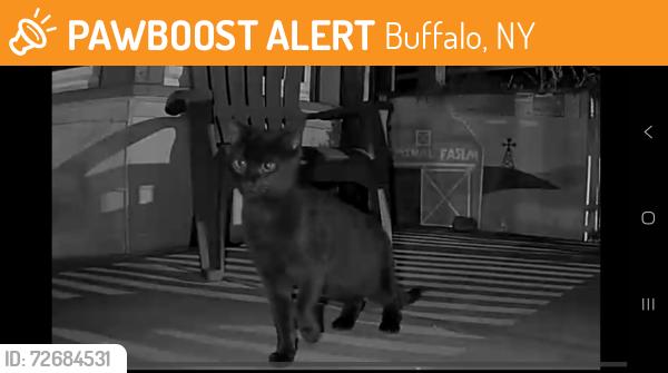 Found/Stray Unknown Cat last seen Elmwood and Potomac, Buffalo, NY 14222