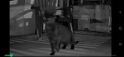 Found/Stray Unknown Cat last seen Elmwood and Potomac, Buffalo, NY 14222