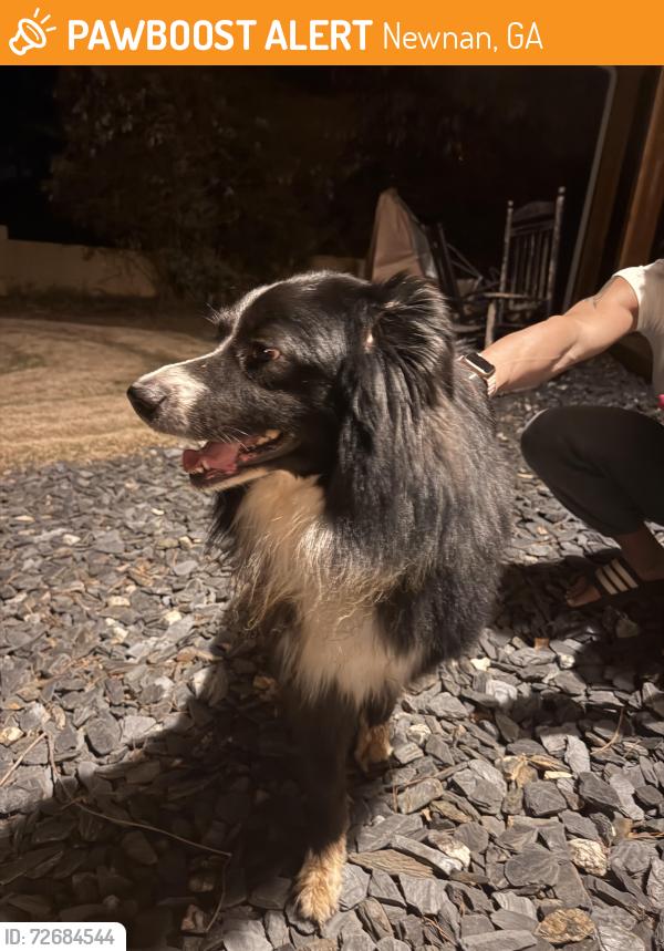 Found/Stray Unknown Dog last seen Highlands pt in white oak, Newnan, GA 30265