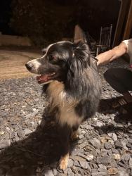 Found/Stray Unknown Dog last seen Highlands pt in white oak, Newnan, GA 30265