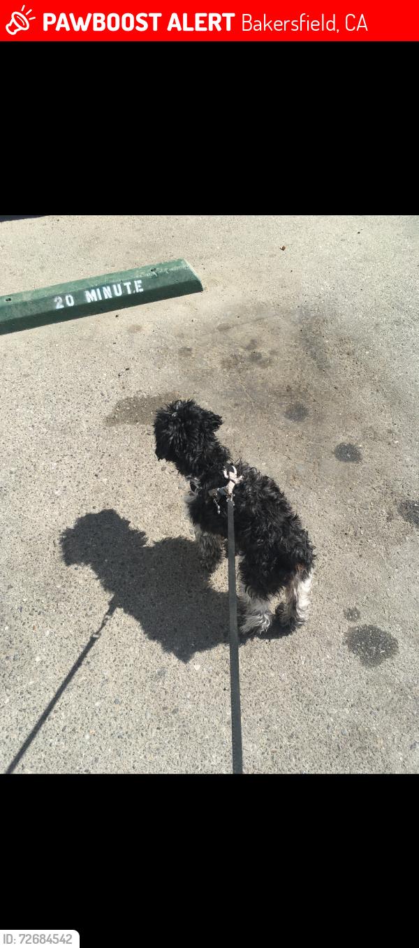 Lost Male Dog last seen Vallarta on S H and Wilson Rd, Bakersfield, CA 93304