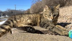 Lost Male Cat last seen Community mail building, Rambush Estates, Burnsville, MN 55306