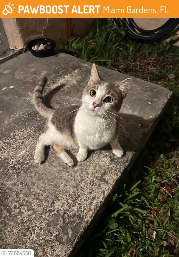 Found/Stray Male Cat last seen Backyard , Miami Gardens, FL 33056