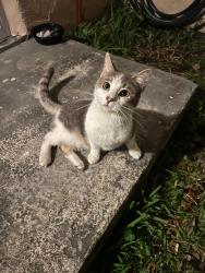 Found/Stray Male Cat last seen Backyard , Miami Gardens, FL 33056