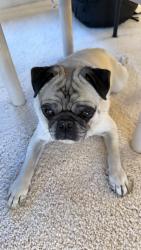 Found/Stray Male Dog last seen Woodridge Circle and 2nd Creek, Incline Village, NV 89451