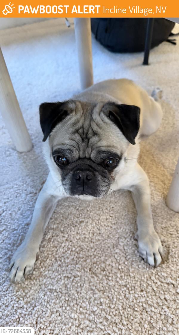Found/Stray Male Dog last seen Woodridge Circle and 2nd Creek, Incline Village, NV 89451