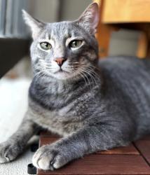 Lost Male Cat last seen Palm and evergreen , Fort Worth, TX 76244