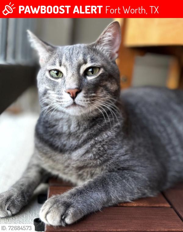 Lost Male Cat last seen Palm and evergreen , Fort Worth, TX 76244
