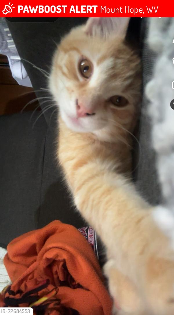 Lost Male Cat last seen Mt hope fire department , Mount Hope, WV 25880