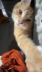 Lost Male Cat last seen Mt hope fire department , Mount Hope, WV 25880