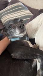 Lost Male Dog last seen Between Hefner and 102nd terr, Oklahoma City, OK 73114