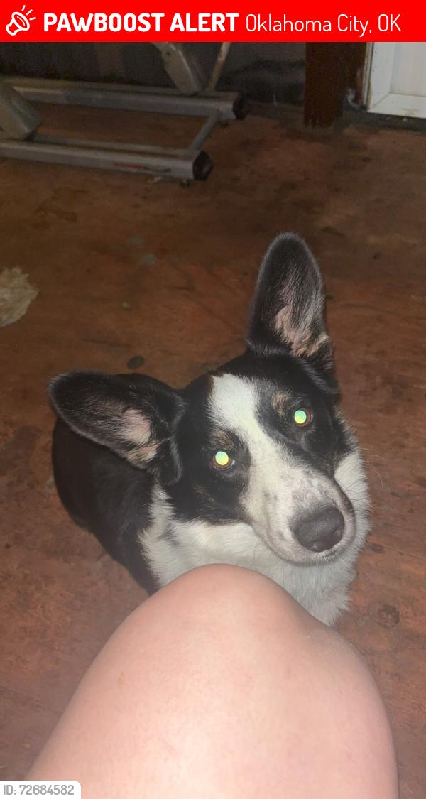 Lost Male Dog last seen Near SE 44th ST, Oklahoma City, OK 73129