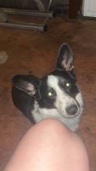 Lost Male Dog last seen Near SE 44th ST, Oklahoma City, OK 73129