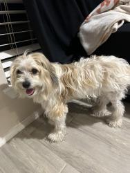 Found/Stray Female Dog last seen Fry rd nearby Rancho market , Katy, TX 77493