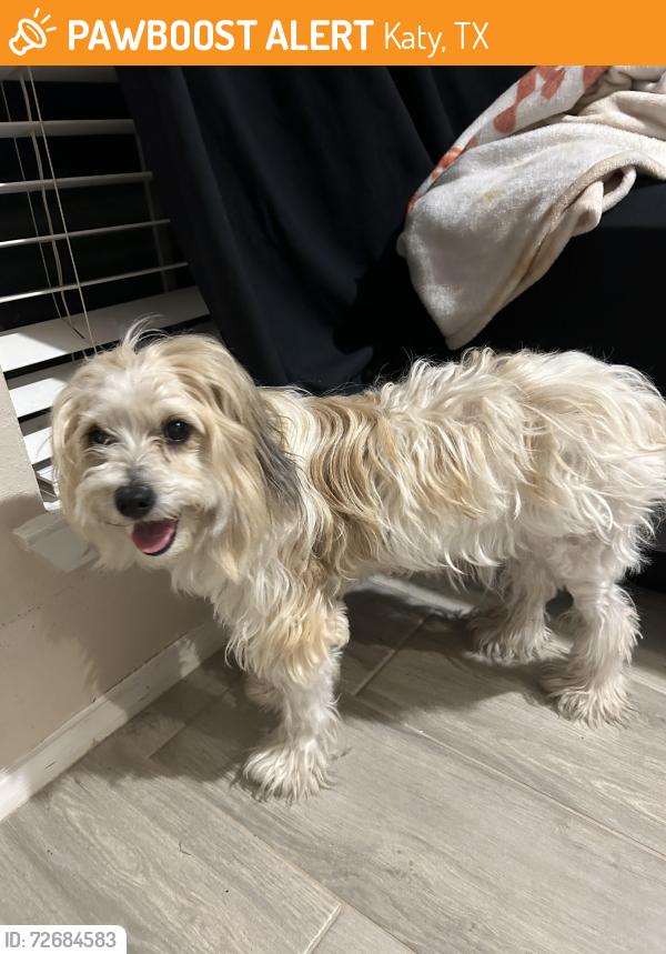 Found/Stray Female Dog last seen Fry rd nearby Rancho market , Katy, TX 77493