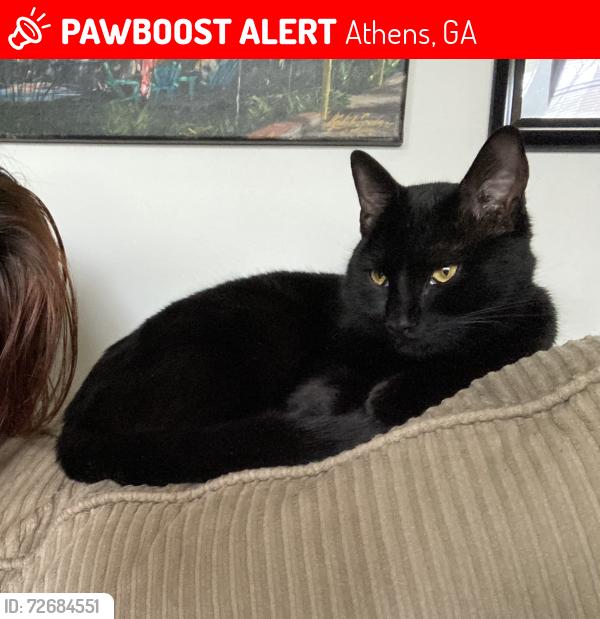 Lost Male Cat last seen Whitehead Rd, Athens, GA 30606