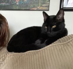 Lost Male Cat last seen Whitehead Rd, Athens, GA 30606