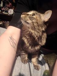 Lost Female Cat last seen Murphy rd and confederation street, Sarnia, ON N7S 4E6