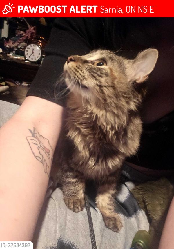 Lost Female Cat last seen Murphy rd and confederation street, Sarnia, ON N7S 4E6