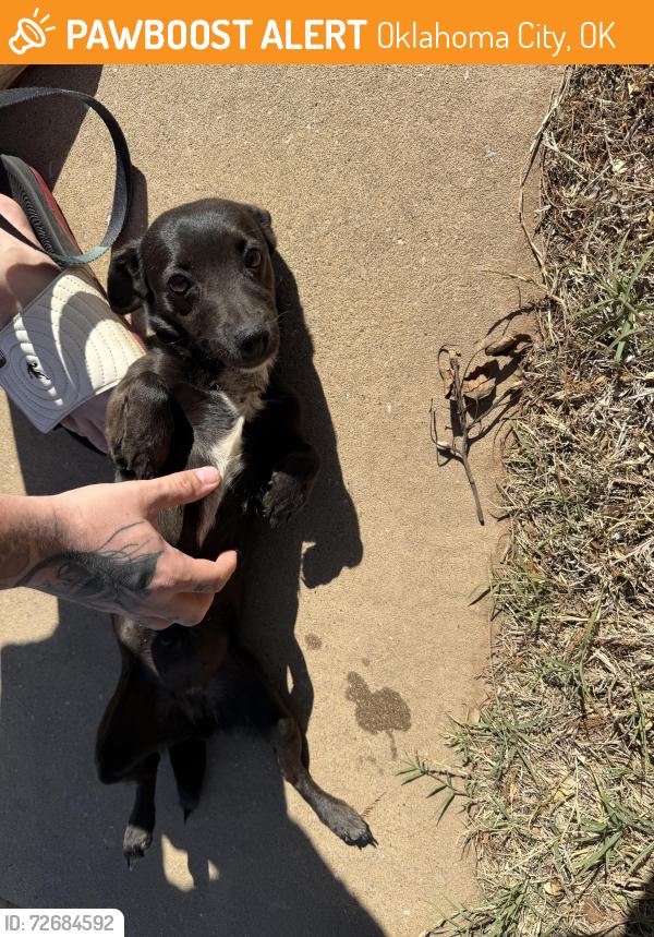 Found/Stray Female Dog last seen Sw 129th and Almond Dr , Oklahoma City, OK 73170