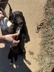 Found/Stray Female Dog last seen Sw 129th and Almond Dr , Oklahoma City, OK 73170