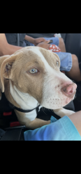 Lost Female Dog last seen marquette and duke, San Antonio, TX 78228