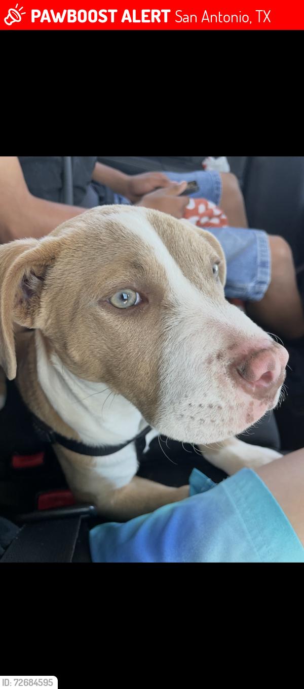 Lost Female Dog last seen marquette and duke, San Antonio, TX 78228