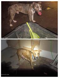 Lost Male Dog last seen Honokohau Valley, Maui County, HI 96793