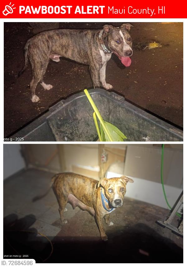 Lost Male Dog last seen Honokohau Valley, Maui County, HI 96793