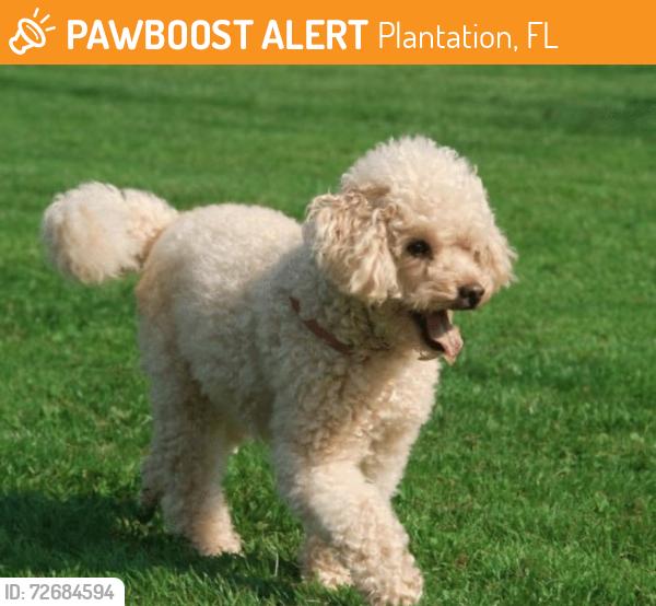 Found/Stray Male Dog last seen Plantation police dept , Plantation, FL 33317