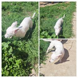 Found/Stray Male Dog last seen Lodi Park, Lodi, CA 95258