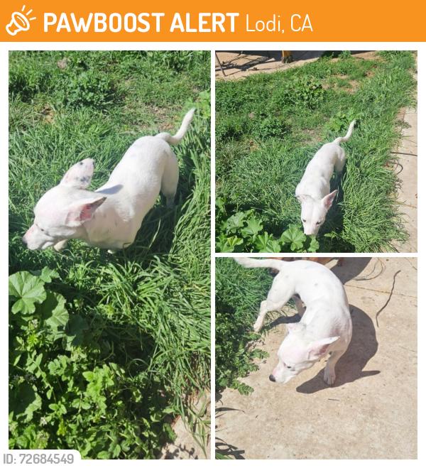 Found/Stray Male Dog last seen Lodi Park, Lodi, CA 95258