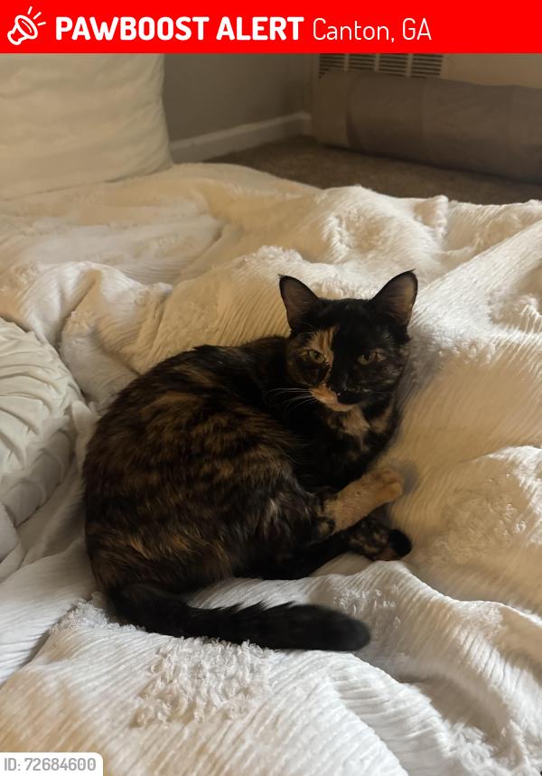 Lost Female Cat last seen Atlantic Bridgemill apmt Complex , Canton, GA 30114