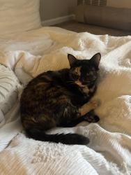 Lost Female Cat last seen Atlantic Bridgemill apmt Complex , Canton, GA 30114